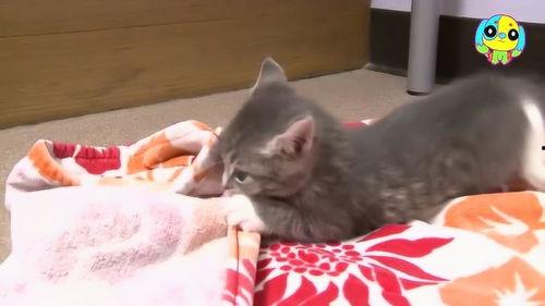 萌宠视频最近爆料 第2张 萌宠视频最近爆料 第2张